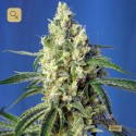 Green Poison CBD