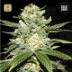 Auto Perfect Power Plant · Bulk Seed Bank