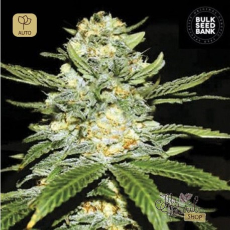 Auto Perfect Power Plant · Bulk Seed Bank