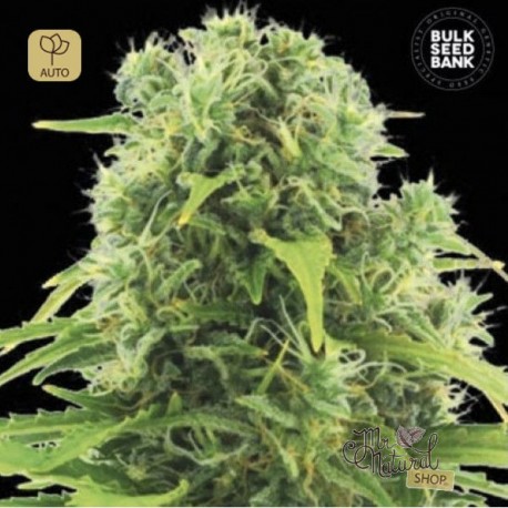 Auto Northern Light · Bulk Seed Bank
