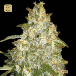 Auto Good Wild Shark · Bulk Seed Bank