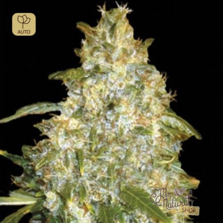 Auto Good Wild Shark · Bulk Seed Bank