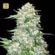 Auto OG Kush · Bulk Seed Bank