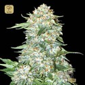 Auto OG Kush