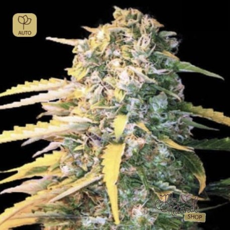 Auto White Widow · Bulk Seed Bank