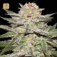 Auto Caramel King · Bulk Seed Bank