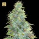 Auto Sweet Tooth · Bulk Seed Bank