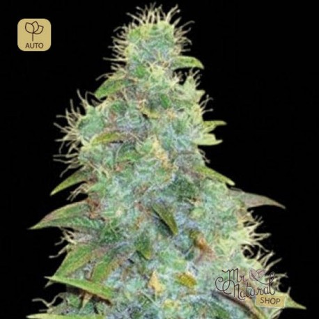 Auto Sweet Tooth · Bulk Seed Bank