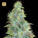 Auto Sweet Tooth