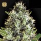 Auto Somango Fem · Bulk Seed Bank