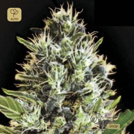 Auto Somango Fem · Bulk Seed Bank