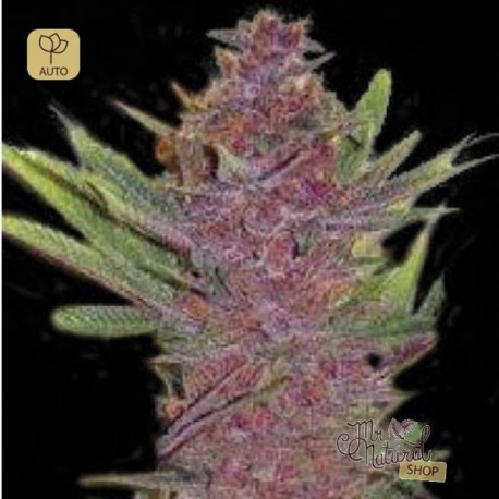 Auto Purple Glam Kush · Bulk Seed Bank