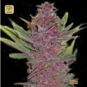 Auto Purple Glam Kush