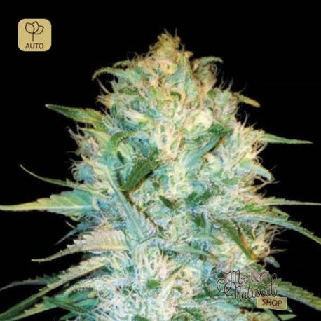 Auto Amnesia Platinum · Bulk Seed Bank