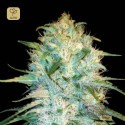 Auto Amnesia Platinum
