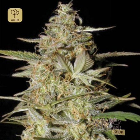 Auto Hindu Kush · Bulk Seed Bank