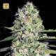 Auto Jack Hair · Bulk Seed Bank