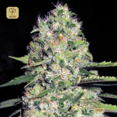 Auto Jack Hair · Bulk Seed Bank