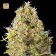 Auto Kali´s Mistery · Bulk Seed Bank