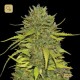 Auto AK 47 · Bulk Seed Bank