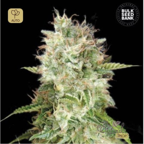 Auto Cheese · Bulk Seed Bank