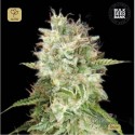 Auto Cheese