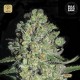 Auto Chronical · Bulk Seed Bank