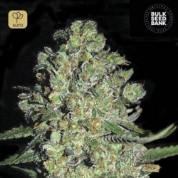 Auto Chronical · Bulk Seed Bank