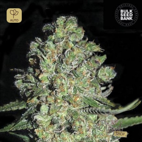 Auto Chronical · Bulk Seed Bank