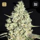 Auto Critical · Bulk Seed Bank