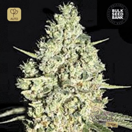 Auto Critical · Bulk Seed Bank