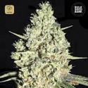 Auto Critical