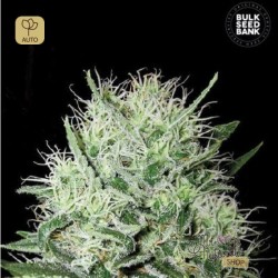 Auto Devil´s Kiss · Bulk Seed Bank