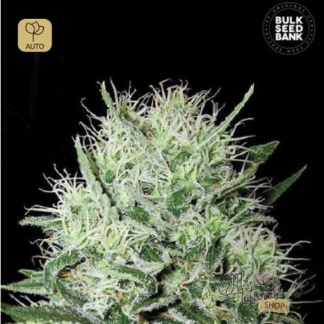 Auto Devil´s Kiss · Bulk Seed Bank