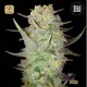 Auto Dubai Poison · Bulk Seed Bank