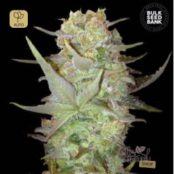 Auto Dubai Poison · Bulk Seed Bank