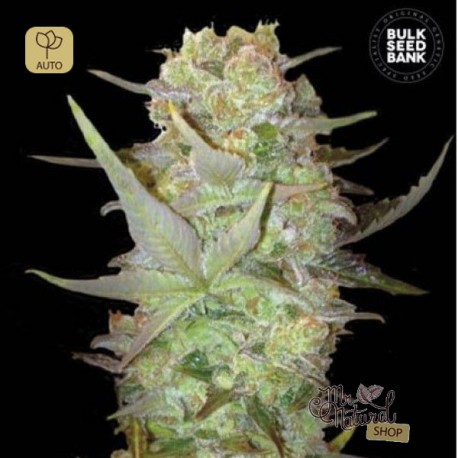 Auto Dubai Poison · Bulk Seed Bank