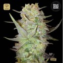 Auto Dubai Poison