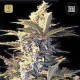 Auto East Ryder · Bulk Seed Bank