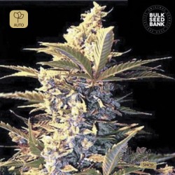 Auto East Ryder · Bulk Seed Bank