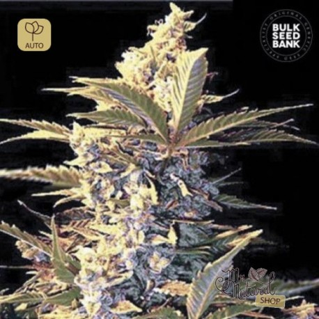 Auto East Ryder · Bulk Seed Bank