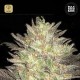 Auto Lavender Best · Bulk Seed Bank