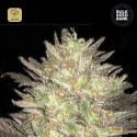 Auto Lavender Best