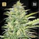Auto Lime Skunk · Bulk Seed Bank