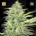 Auto Lime Skunk