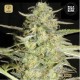 Auto LoveRyder · Bulk Seed Bank
