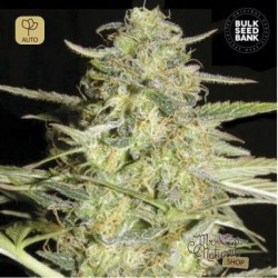 Auto LoveRyder · Bulk Seed Bank