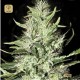 Auto Mazar Extra · Bulk Seed Bank