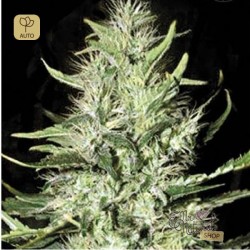 Auto Mazar Extra · Bulk Seed Bank