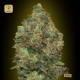 Auto Critical Soma · Advanced Seeds